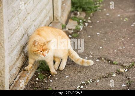 The red cat pressed against the stone fence Stock Photo