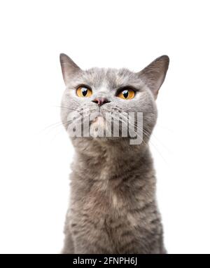 british shorthair tortoiseshell cat portrait on white background looking curiously Stock Photo