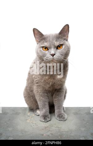 gray tortoiseshell british shorthair cat sitting on concrete looking at camera on white background Stock Photo