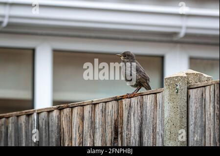 Juvenile starling, sturnus vulgaris , perched on a wooden fence Stock Photo