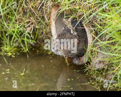 Water Vole Looking out of a Pipe over Water Stock Photo