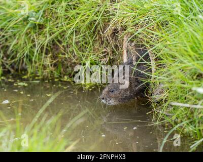 Water Vole Looking out of a Pipe over Water Stock Photo