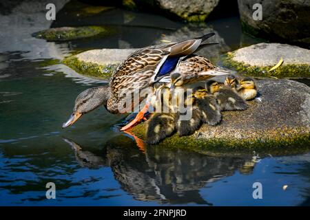 Mallard duck and ducklings on rock, Queen Elizabeth Park, Vancouver, British Columbia, Canada Stock Photo