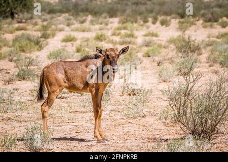 Blue wildebeest calf standing in Kgalagadi transfrontier park, South Africa; Specie Connochaetes taurinus family of Bovidae Stock Photo