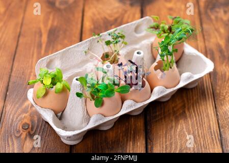 A wide variety of microgreens are grown in eggshells. Easter decor from eggshell and microgreens on brown wooden table Stock Photo