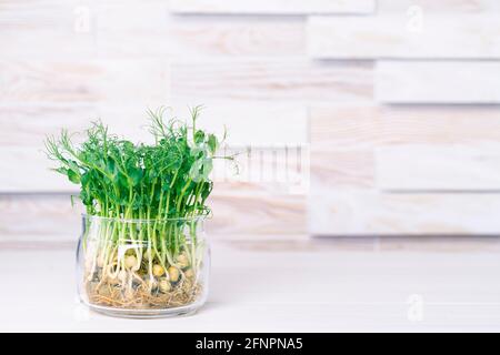 Pea microgreens are grown in a glass jar. Pea microgreens on kitchen surface with place for text Stock Photo