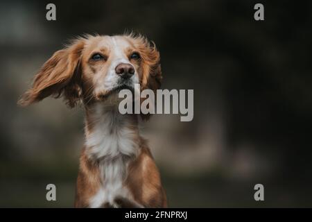 Cocker Spaniel Head Portrait Stock Photo