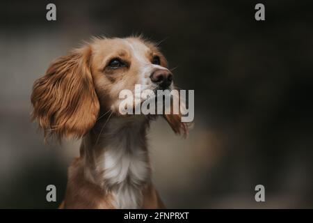 Cocker Spaniel close up headshot Stock Photo