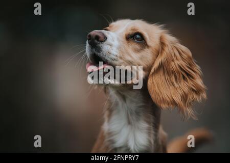 Cocker Spaniel close up headshot Stock Photo