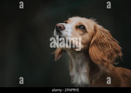 Cocker Spaniel Headshot Stock Photo