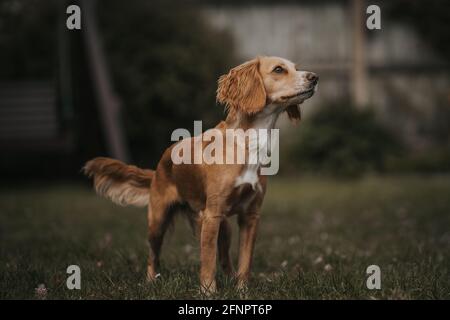 Intelligent dog in training Stock Photo