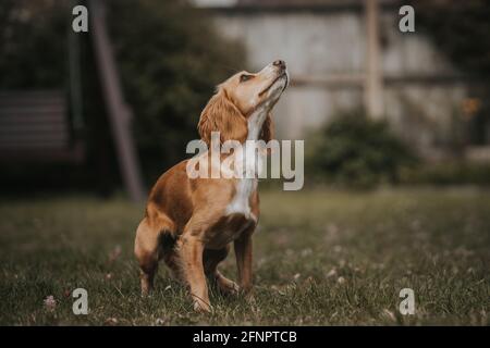 Young Cocker Spaniel dog Stock Photo