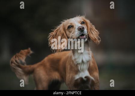 Cocker Spaniel Gundog Stock Photo