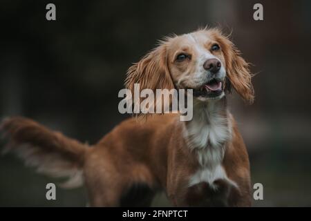 Young Cocker Spaniel dog Stock Photo