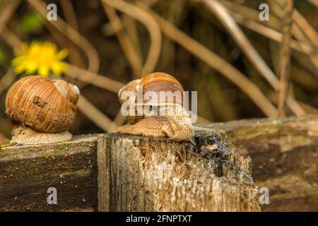 snail in the garden. snail in shell crawling on road, summer day in garden. Stock Photo