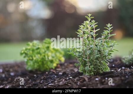 Origanum Majorana in Garden Soil with Bokeh Background. Green Marjoram Growth during Spring Season. Stock Photo