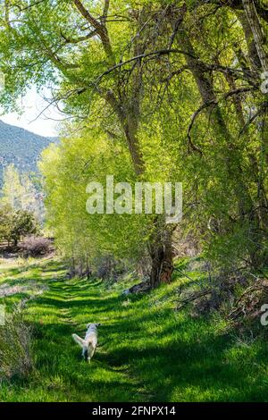 Platinum colored Golden Retriever dog running past Old Cottonwood Tree (Populus deltoides) in fresh springtime green bloom; Vandaveer Ranch; Salida; C Stock Photo