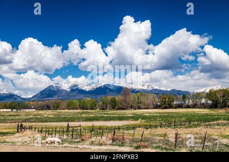 Platinum colored Golden Retriever dog; springtime panorama view of Collegiate Peaks; Rocky Mountains; central Colorado; USA Stock Photo