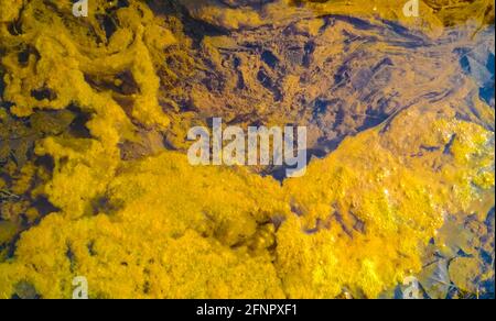 Yellow Algae polluted water. film of algae on surface of the water preventing the formation of oxygen and causing death to aquatic organisms. Environm Stock Photo