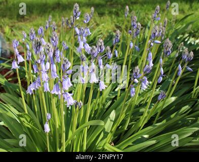 A Patch of Spanish Bluebells Stock Photo
