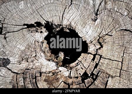 old trunk cut and split in the center comment Stock Photo