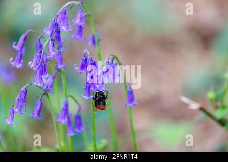 A red-tailed bumble bee (Bombus lapidarius) visits blue English bluebells (Hyacinthoides non-scripta) flowering in woodland in spring in Surrey, UK Stock Photo