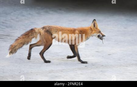 Red fox Vulpes vulpes bringing a vole back to her kits in the forest in springtime in Canada Stock Photo