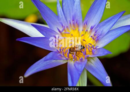 Blue water lily (Nymphaea caerulea) and bee Stock Photo