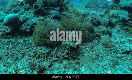 Close up photo on two large Nemo (Ocellaris Clownfish) fishes hiding inside of light green anemone at coral reef side. Warm tropical sea of Indonesia, Stock Photo