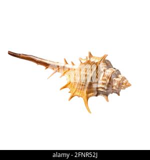 Isolated sea shell on white Stock Photo