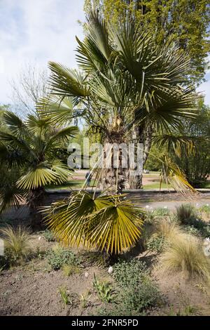 Vertical shot of a palm on a sunny day Stock Photo