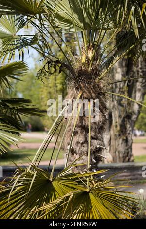 Vertical shot of a palm on a sunny day Stock Photo