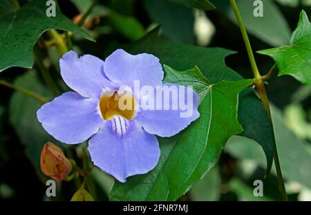 Bengal clock vine flower (Thunbergia grandiflora) Stock Photo