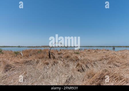 Dead trees at the southern tip of Salton Sea in the summer, Southern California Stock Photo