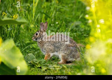 Eastern Cottontail Rabbit, (Sylvilagus floridanus) Rabbit Molting in Spring Stock Photo