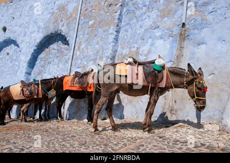 Group of donkeys in a row tied to a wall in a street on the island of Santorini in Greece. Stock Photo