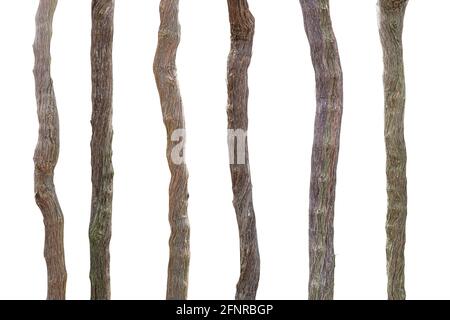 Collection of branches grapevine isolated on white background with clipping path. Stock Photo