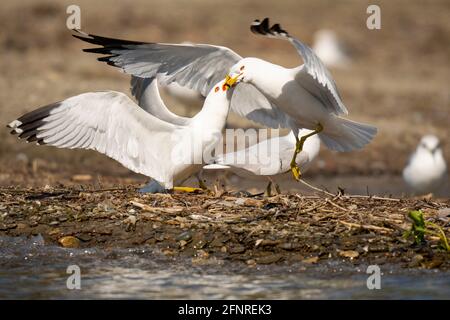 Ring-billed Gull, Pair of Seagulls, Gulls, Common Gull, (Larus delawarensis), Stock Photo