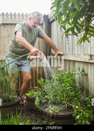 Senior man cuts rosemary in courtyard. Home gardening, herbs and plants in garden Stock Photo