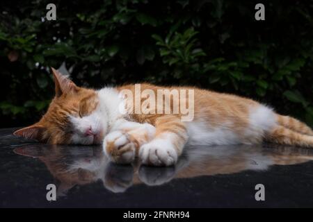 Red cat sleeps on roof of a car, reflected in the glossy surface of the car. Focus on nose Stock Photo