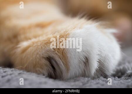 Close-up of Cat's paw. Focus on the hairs of the ginger cat with white foot. Blurred background Stock Photo
