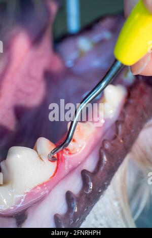 Dental ultrasonic tartar cleaning of teeth in a dog under anesthesia by a vet in a clinic Stock Photo