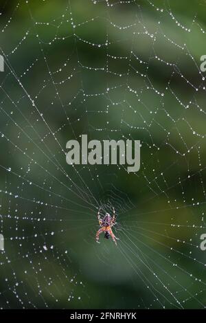 Spider on a spider web with a green background. Stock Photo