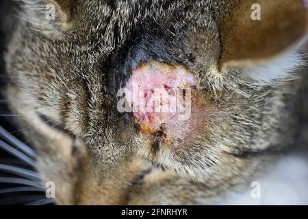 Cat with abscess and inflammation from bite wound on head Stock Photo