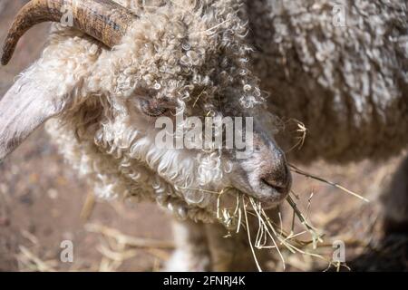 Close-up of a sheep eating hay at the Smith Family Farm, located on the grounds of the Atlanta History Center in Buckhead, Atlanta, Georgia. (USA) Stock Photo
