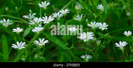 Stellaria media, panorama of forest flowers, white stars bloom in the wild Stock Photo