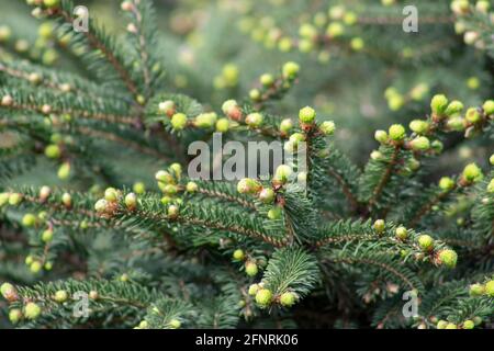 Branches of a green Christmas tree with young growth Stock Photo
