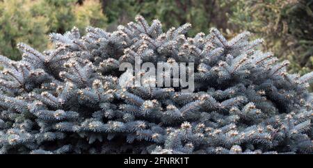Decorative blue Christmas tree, Picea pungens, background from a branch of a tree of a Christmas tree Stock Photo