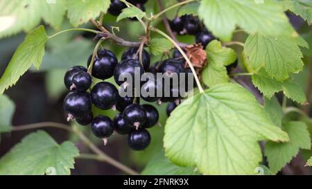 Ripe black curant edible berries hanging on bush branches closeup shot. Growing and ripening steps in homegrown or farm horticulture garden. Abundance Stock Photo