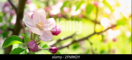 Close up of apple blossom in garden, branch with flower on blurred background Stock Photo